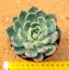 Echeveria lara