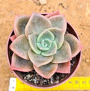 Graptoveria albert baynes