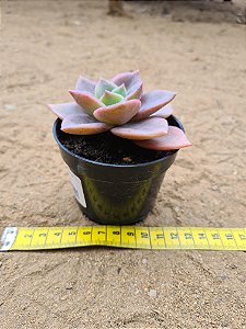 Graptoveria albert baynes