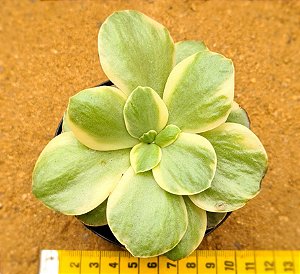 Echeveria Suyon variegata