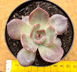 Echeveria jadore