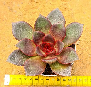 Echeveria poog
