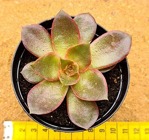 Echeveria poog