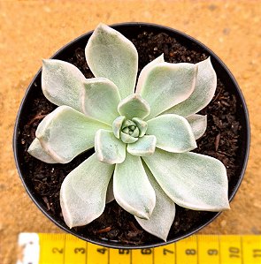 Echeveria scarlet variegata