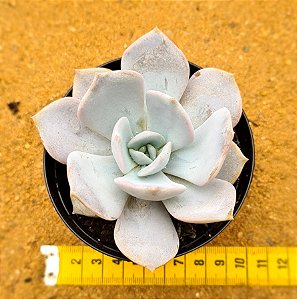 Echeveria Nebuliris