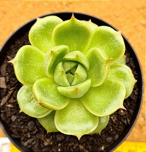 Echeveria phoenix fire