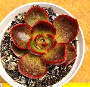 Echeveria hong deung