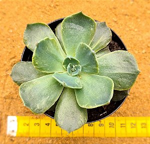 Echeveria color shift
