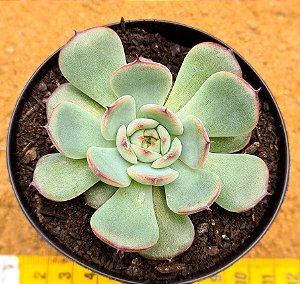 Echeveria Marcel