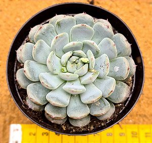 Echeveria Pinocchio