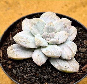 Graptopetalum silver bum