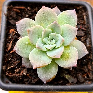 Echeveria milk way