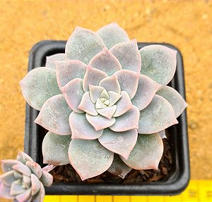 Echeveria milk way