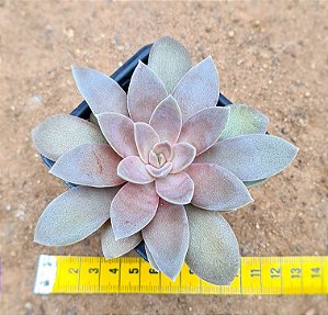 Echeveria carnicolar