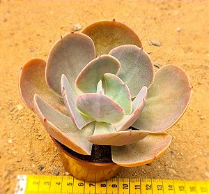 Echeveria peruvian