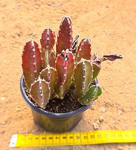 Stapelia hirsuta - "cacto-estrela"