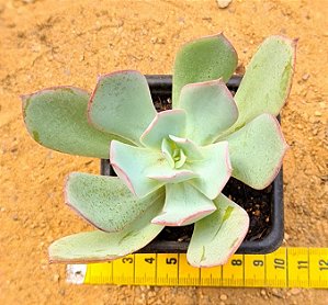 Echeveria Alex