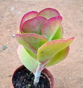 Kalanchoe vivien