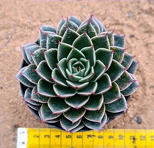 Echeveria san luis