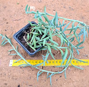 Senecio radicans v. Glauca - Suculenta "colar-de-anzol"