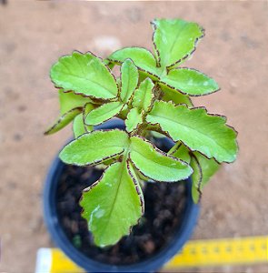 Kalanchoe prolifera