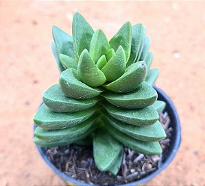 Crassula benjamin ssp.