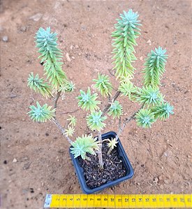Sedum griseum