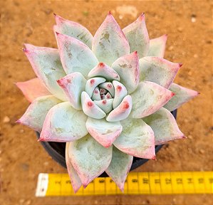 Echeveria ice crystal