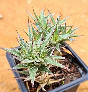 Abromeitiella lorentziana
