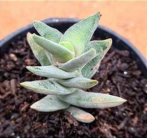 Crassula falcata minor