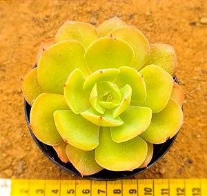 Echeveria curly sue