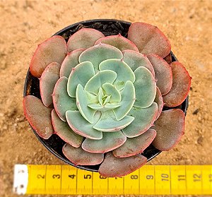 Echeveria muesli