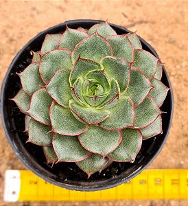 Echeveria Spirit blossom