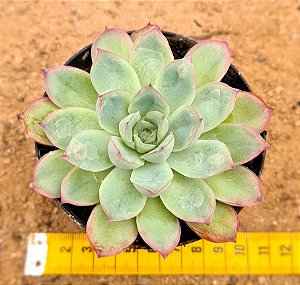 Echeveria Green bumps
