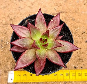 Echeveria Red soul