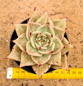 Echeveria jade star variegata