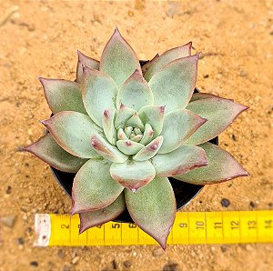Echeveria Colorata nauala