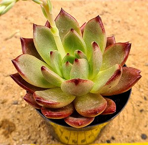Echeveria Orange night