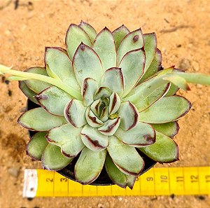 Echeveria pulidonis christmas bumps