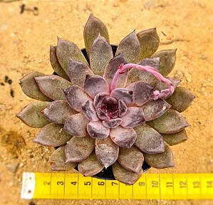 Echeveria black knight