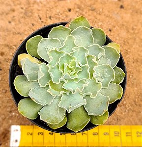 Echeveria Shaviana verrugas