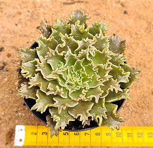 Echeveria Starfire