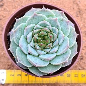 Echeveria red velvet