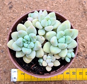 Graptosedum Cheesecake