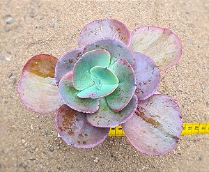 Echeveria Suyon