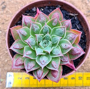 Echeveria longissima com carunculas