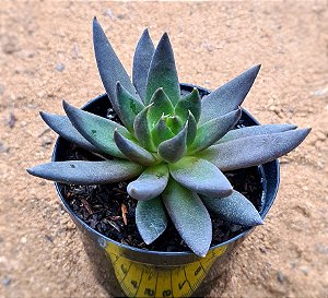 Echeveria affinis