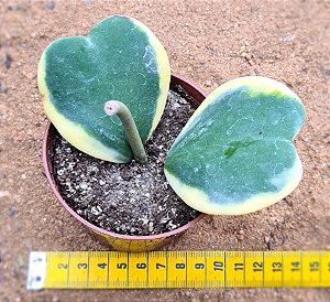 Hoya kerrii - "Hoya coração variegata"