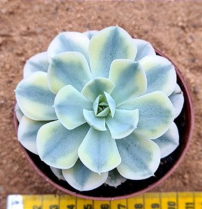 Echeveria akaioshi variegata