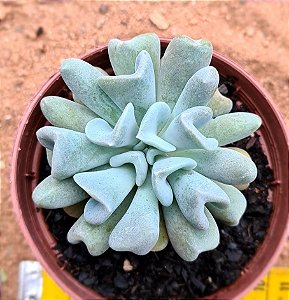 Echeveria cubic trompet